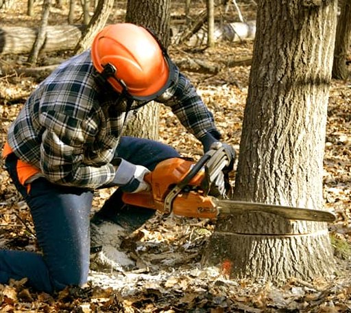 Tree Removal in Bangor, CA